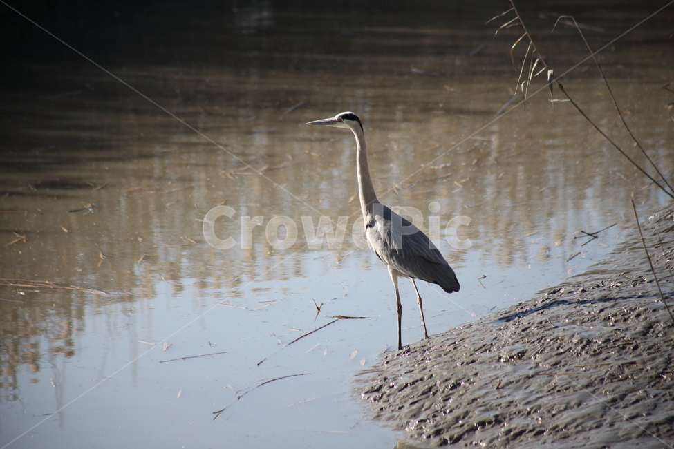왜가리,새,대형조류,야생동물,heron,동물,animal,조류,새,birds