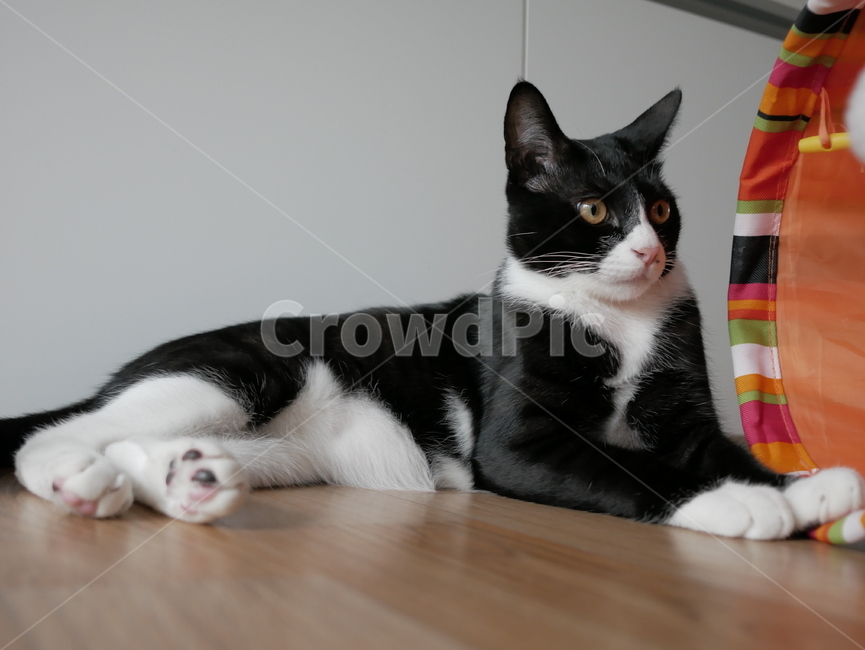 고양이,동물,얼굴,표정,개냥이,귀여운,동물,animal,포유류,mammal,고양이,cat,kitten,kitty