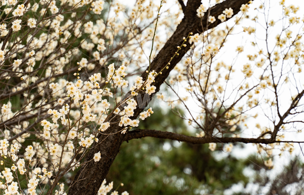 꽃,매화,봄꽃,봄,하얀꽃,경복궁,봄,계절,spring,season,식물,자연,plants,nature,꽃,flower,plant,blossom