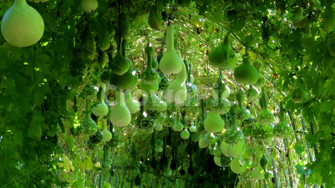 풍경,식물,계절,열매,plant,식물,자연,plants,nature