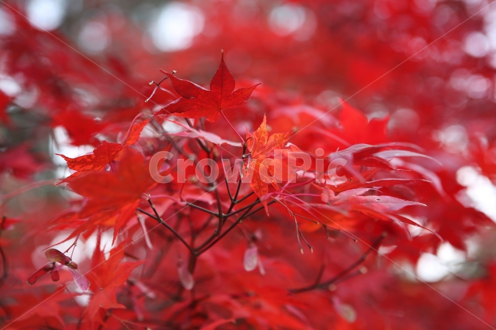 가을,단풍,풍경,나무,계절,autumn,season,red,빨간색,자연,nature,tree,fall,배경,background,나뭇잎,아웃포커스,클로즈업,photo,photography,가을,계절,fall,autumn,season,식물,자연,plants,nature,leaf,잎,plant,maple