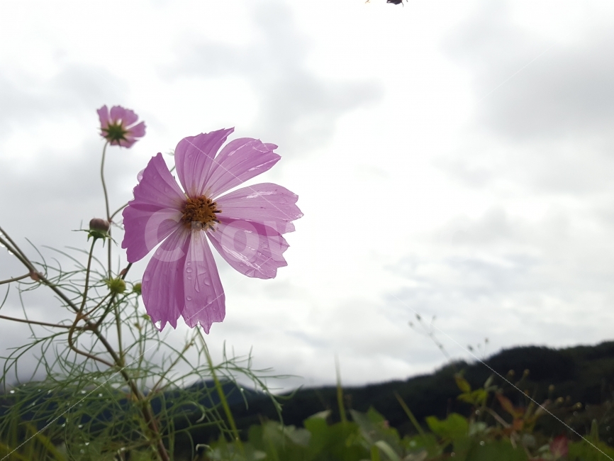코스모스,가을,꽃,이슬,식물,자연,자연풍경,자연사진,꽃사진,가을,계절,fall,autumn,season,식물,자연,plants,nature,꽃,flower,plant,daisies,데이지,blossom,daisy
