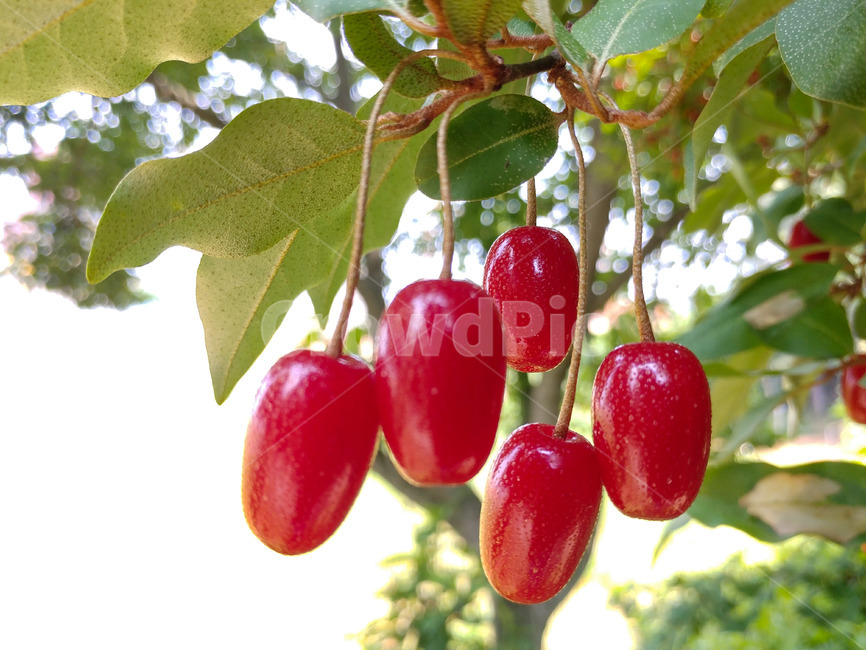 보리수,쌍떡잎식물,쐐기목,뽕나무과,상록교목,아슈바타,피팔라