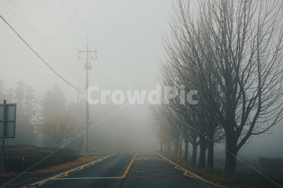 색감,감성사진,안개,은행나무,찻길,자연,풍경,nature,landscape,식물,plants,나무,trees,wood,감성,sensible,feeling,weather,날씨,outdoors,옥외,fog