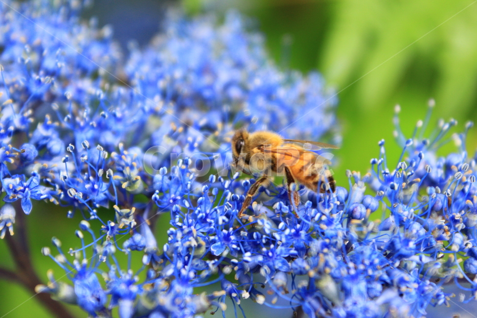 벌,꽃,곤충,수국,숲,자연,꿀벌,식물,자연,plants,nature,꽃,flower,동물,animal,곤충,벌레,insect,bug