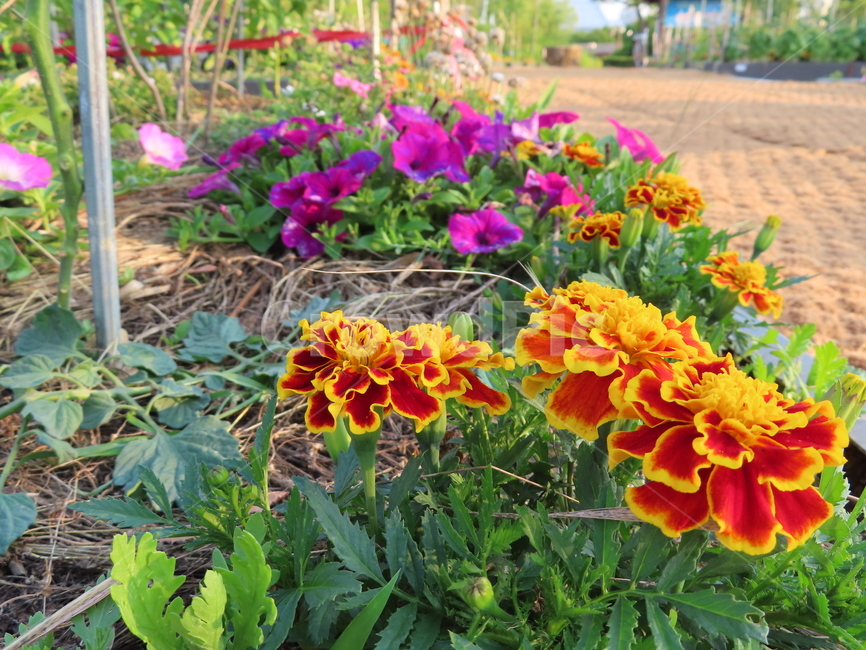 쌍떡잎,식물,꽃,아름다움,노란색,빨간색,공원,화려한,doubletteokleaves,plants,flowers,beauty,yellow,red,park,sunny
