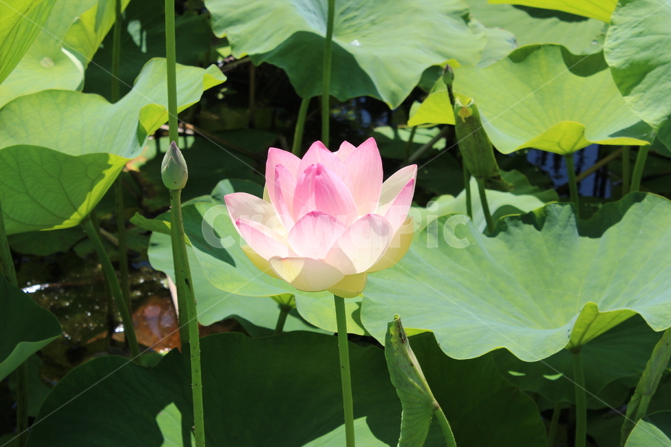 연꽃,꽃,자연,분홍,색,순수,힐링,불교,배경,감성,flower,식물,plant,연잎,만개