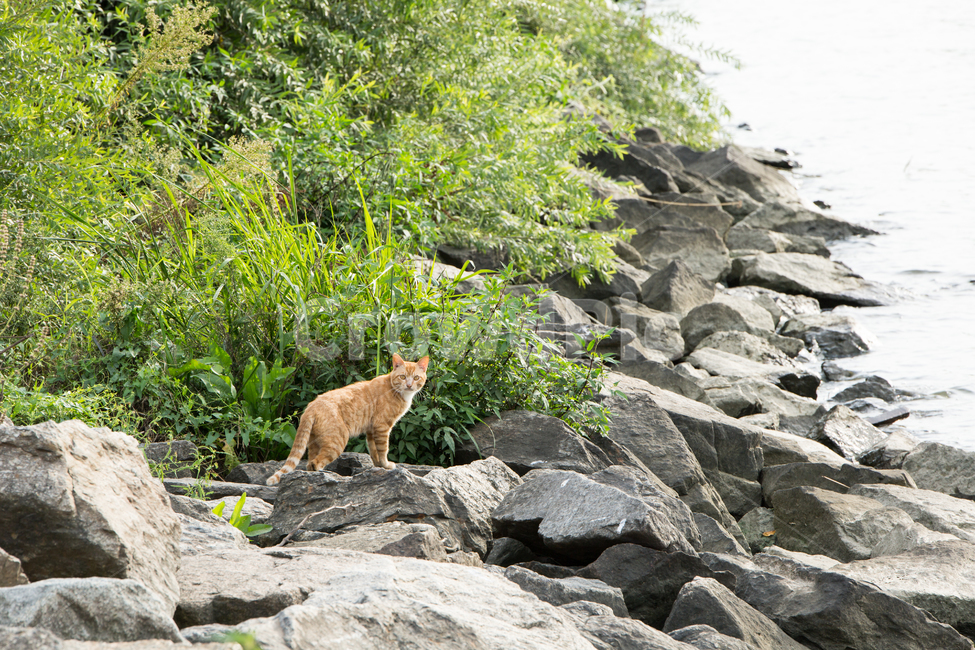 고양이,동물,자연,식물,강가,바위,animal,cat,동물,animal,포유류,mammal,고양이,cat,kitten,kitty