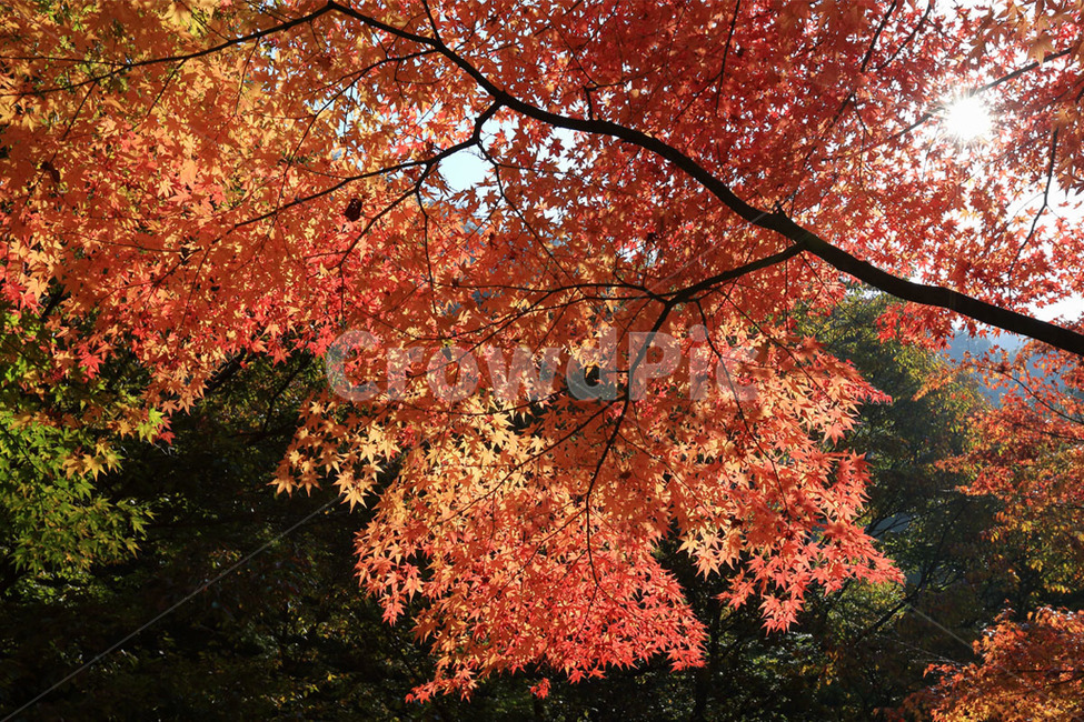 maple,leaf,잎,plant,식물,tree,나무,단풍,mountain,강천산,자연,nature,red,가을,계절,fall,autumn,season