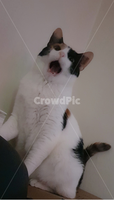 고양이,코숏,야옹이,삼색고양이,냐옹이