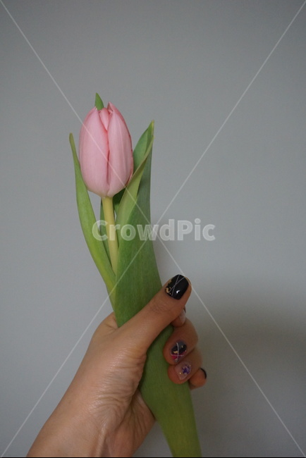 튤립,튤립사진,꽃사진,꽃,봄,봄꽃,봄이오는소리,감성사진,느낌사진,손사진,꽃을들있는손,손,식물,자연,plants,nature,꽃,flower