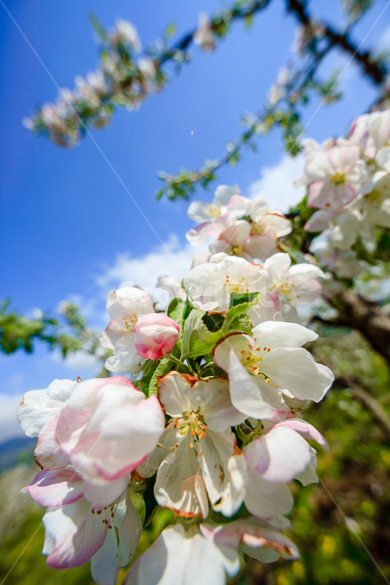 사과꽃,하늘,꽃,과일꽃,정원,식물,자연,plants,nature,꽃,flower