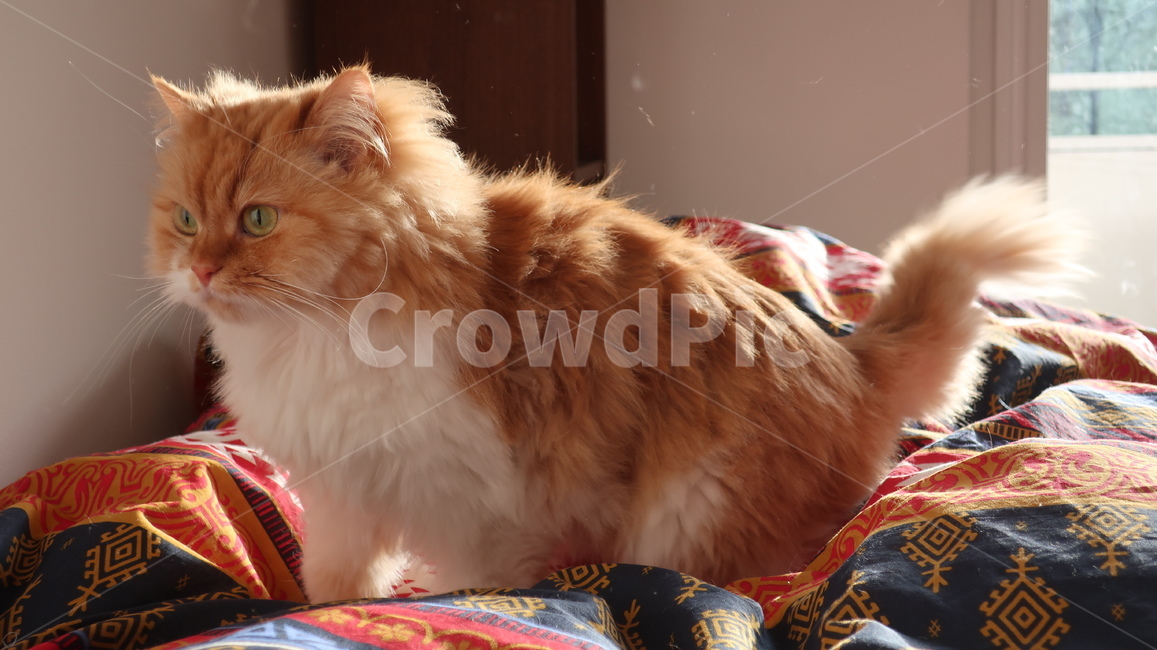 아기고양이,고양이,페르시안,노란고양이,치즈고양이,페르시안친칠라,귀여운,반려동물,애완동물,cat,kitten,kitty,포유류,자연,동물,animal,mammal,반려묘,페르시안고양이,품종묘,동물,animal,포유류,mammal,고양이,cat,kitten,kitty