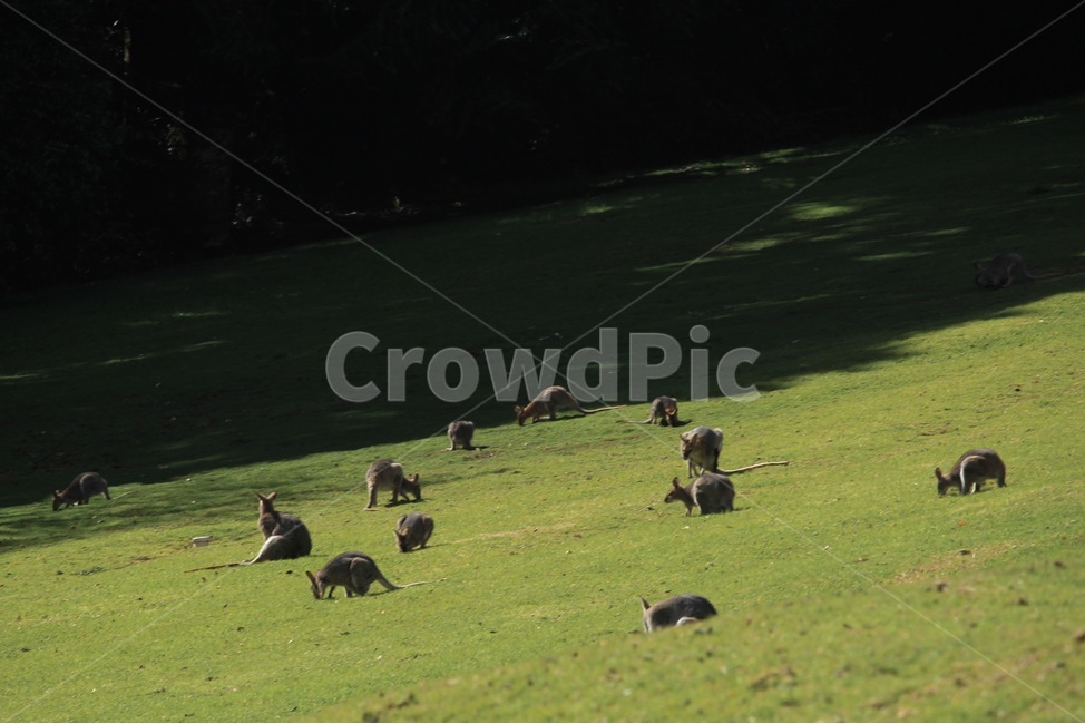 호주,호주왈라비,왈라비무리,왈라비들판,동물,wildlife,동물,animal,포유류,mammal