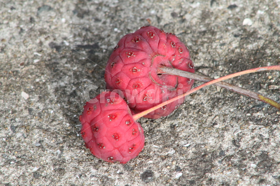 산딸나무,열매,약용식물,식물,cornuskousa,과일,열매,fruit