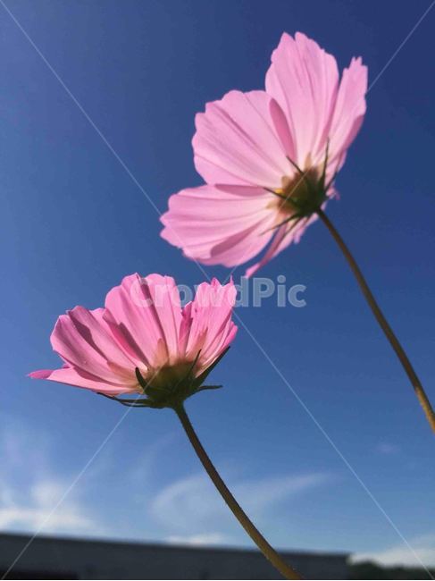 꽃,코스모스,햇살,가을,가을꽃,가을,계절,fall,autumn,season,식물,자연,plants,nature,꽃,flower,plant