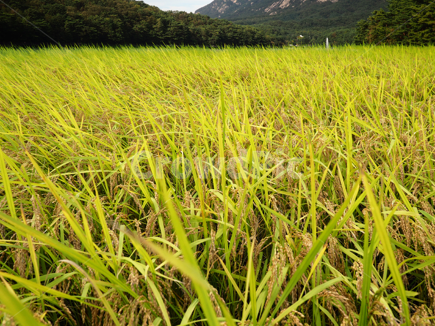 agriculture,autumn,crop,fall,farm,field,greeng,rowth,harvest,food,koreanrice,natural,plant,ricefield,ricegrain,riceplant,season,쌀,논,밭,추수,가을,농사,음식,곡물,자연,들,가을,계절,fall,autumn,season,곡류,곡식,cereals,농업,농사,agriculture,farming,farming industry,grassland,목초지,outdoors,옥외,nature,paddy field,패디 필드