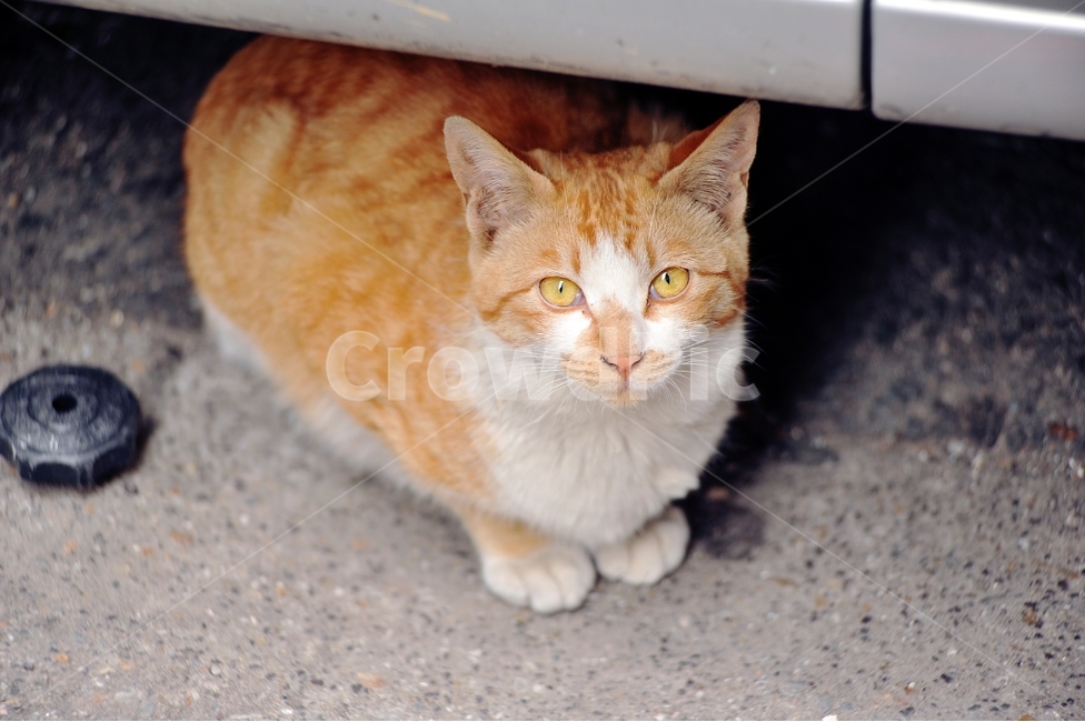 고양이,노란고양이,포유류,길고양이,애묘,동물,캣맘,동물,animal,포유류,mammal,고양이,cat,kitten,kitty