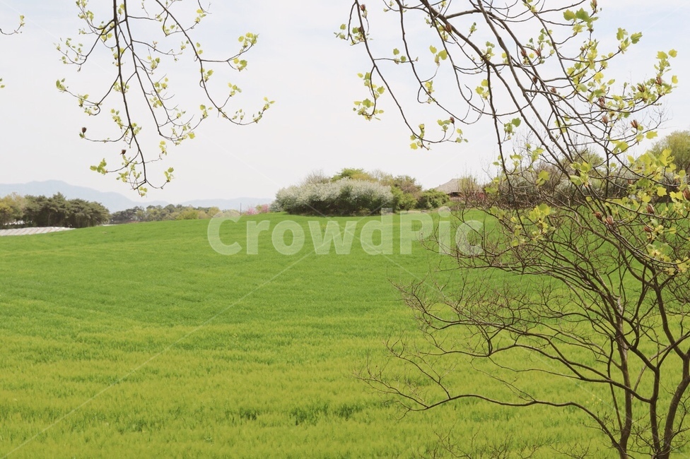 나무,봄,들판,초원,꽃,5월,green,감성,색감,감성사진,배경,배경화면