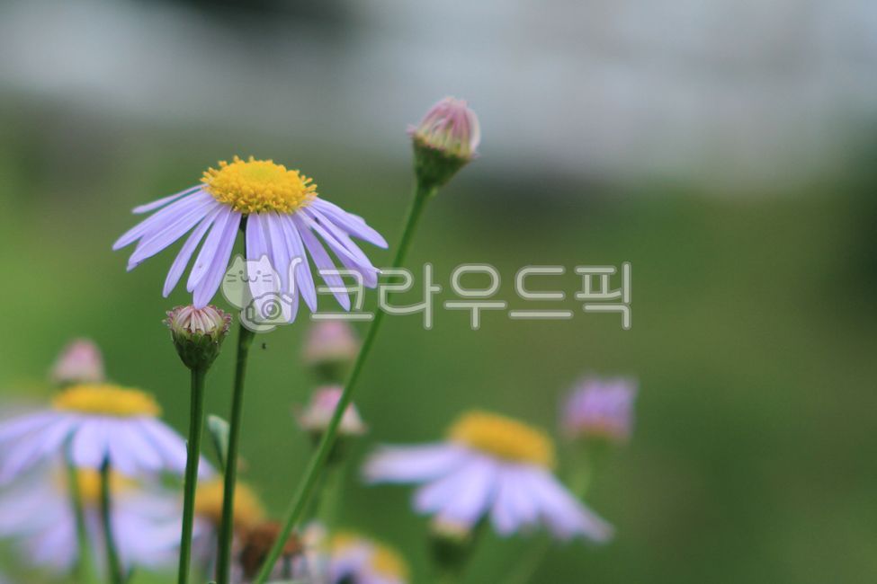 개미취,국화,가을,벌개미취,고려쑥부쟁이,벌개미취꽃,꽃