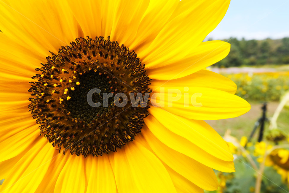 꽃,식물,해바라기,접사,plant,flower,sunflower,closeup,yellow,식물,자연,plants,nature,꽃,flower