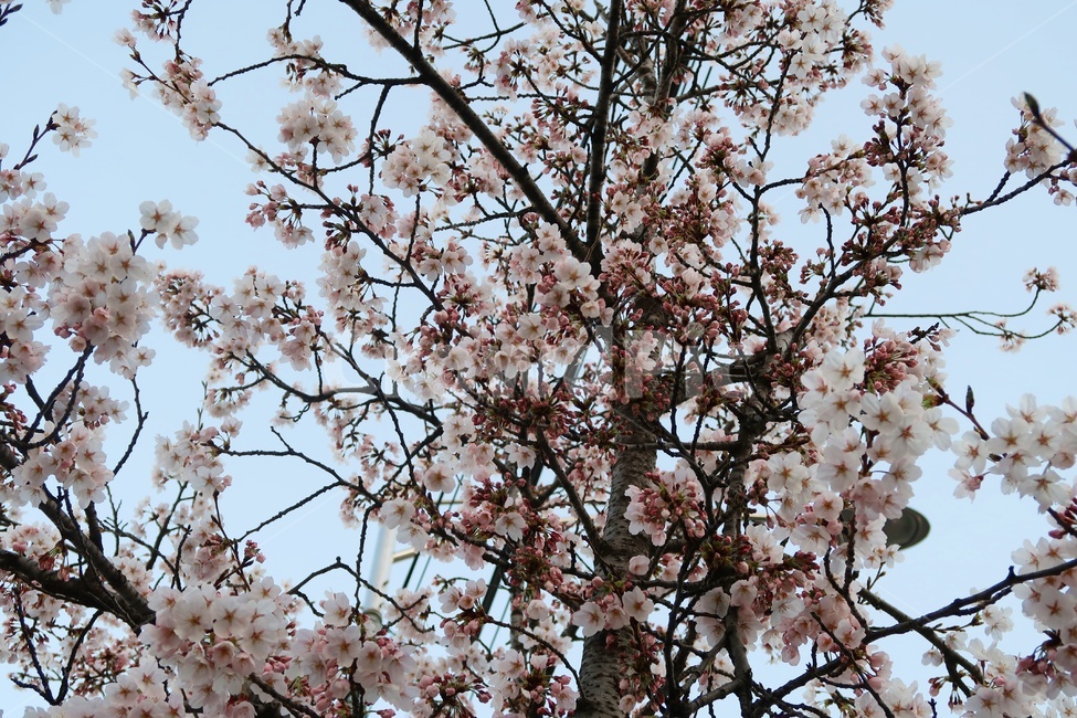 벚꽃,꽃,사쿠라,flower,나무,봄,벚꽃놀이,봄꽃,벚꽃나무,꽃놀이,체리블라썸,봄봄,봄,계절,spring,season,plant,식물,blossom
