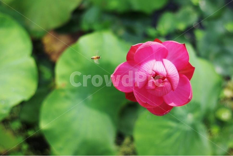 연꽃,flower,pink,감성,컬러,식물,자연,plants,nature,꽃,flower