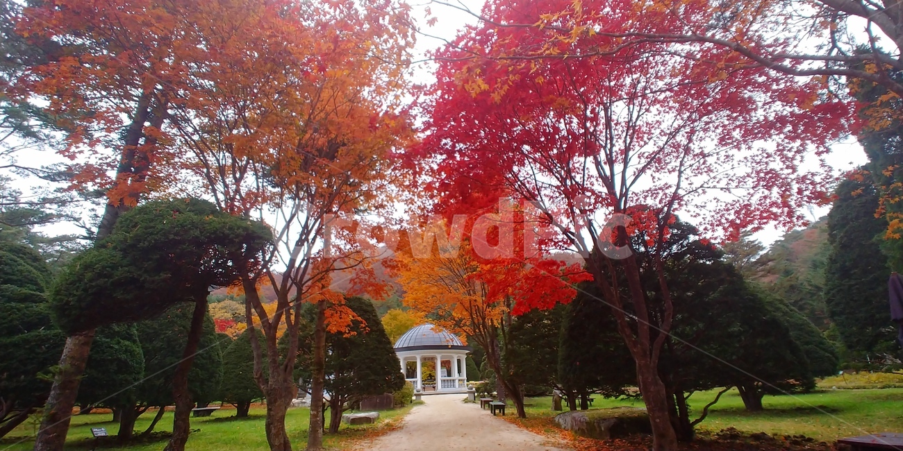 tree,나무,plant,식물,maple,단풍,낙엽,가을,자연,길,잎,풍경