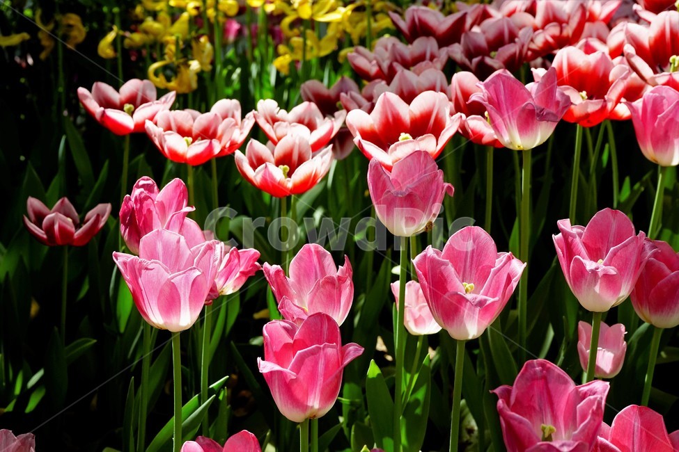 봄,봄꽃,화사함,자연,행복,힐링,bloom,colorful,floral,flower,gardenflowers,happymind,life,nature,plant,spring,식물,자연,plants,nature,꽃,flower