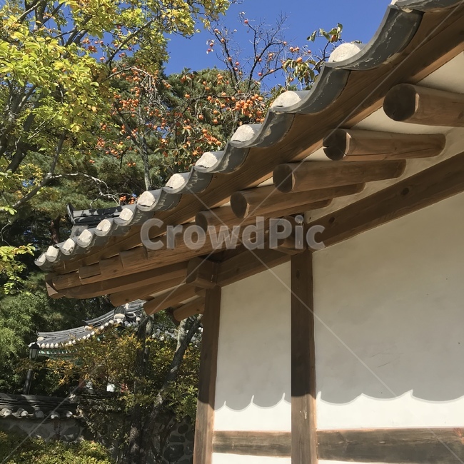 기와집,전통,전통가옥,한옥,한옥마을,오죽헌,가을,한국전통,한국문화,korean traditional,korean culture,건축물,건물외관,exterior,building,structure,architecture,construction