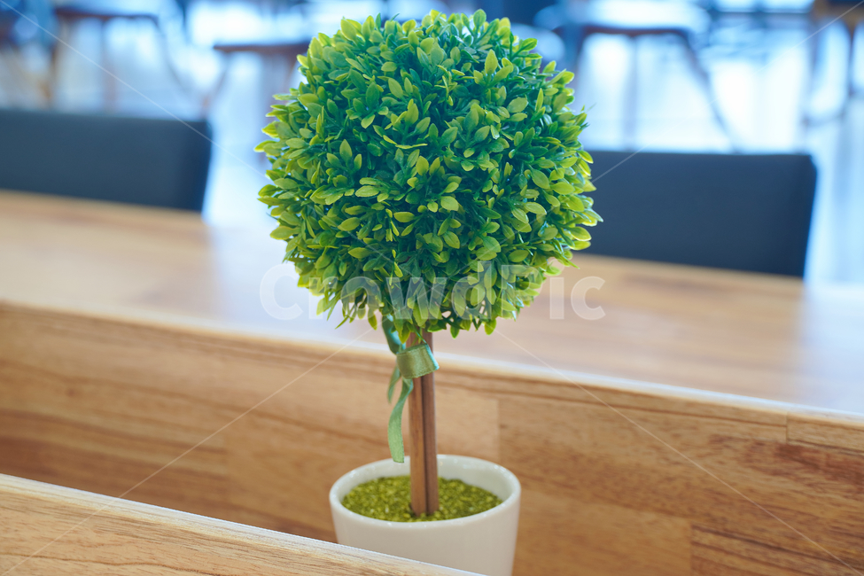 미니화분,plant,식물,감성사진,feeling,인테리어,실내디자인,interiordesign,녹색,green,실내용화초,화분,화초,house plant