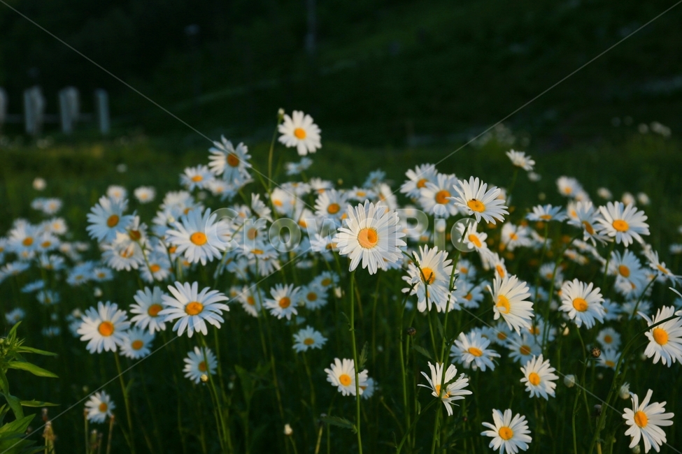 plant,식물,daisy,데이지,flower,꽃,식물,자연,plants,nature,꽃,flower