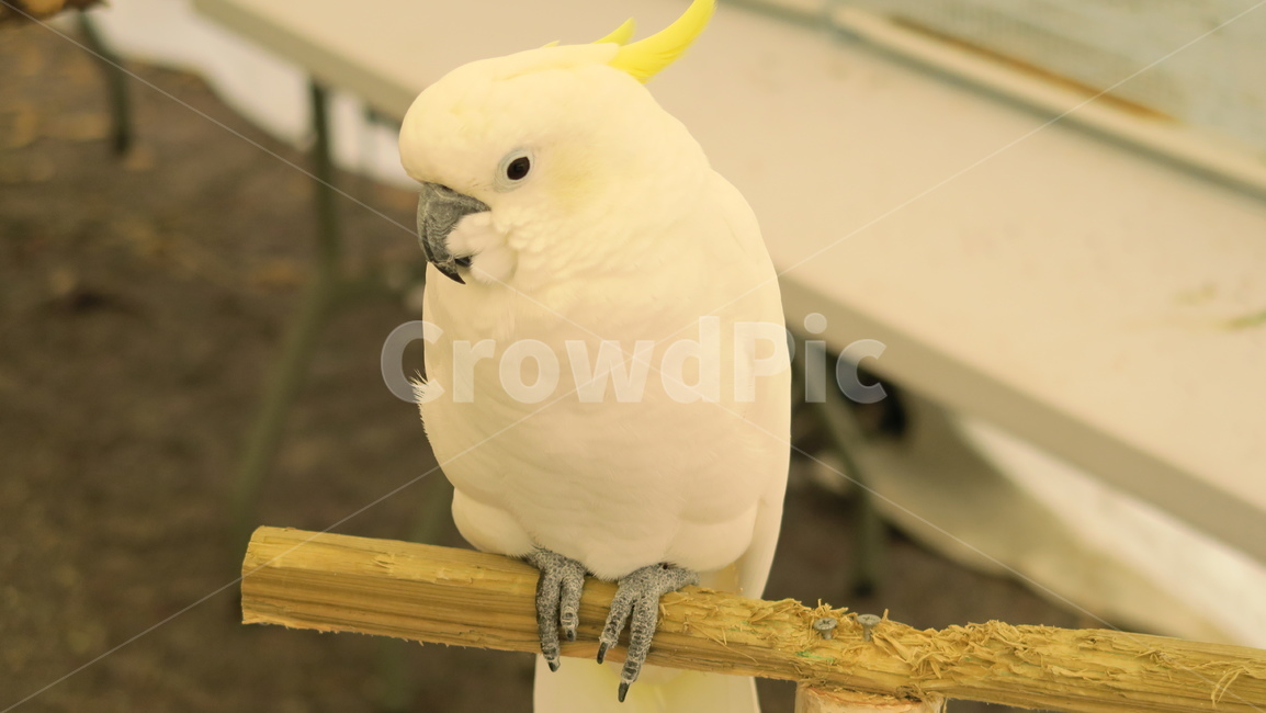 새,birds,앵무새,동물,조류,작은새,애완앵무새,애완조,동물,animal,조류,새,birds