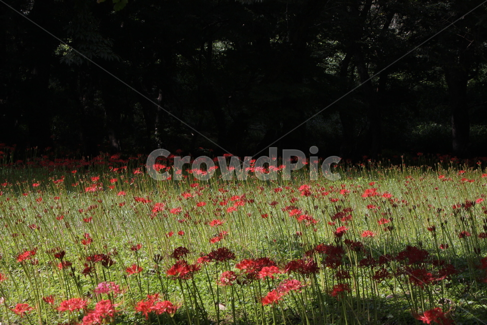 꽃무릇,만개,붉은꽃,석산,가을꽃,식물,자연,plants,nature,꽃,flower