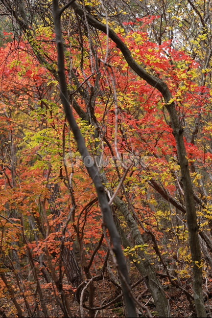 가을,단풍,주왕산,붉음,빨강,가을,계절,fall,autumn,season,식물,자연,plants,nature,나무,trees,wood,tree,plant,maple,leaf,잎