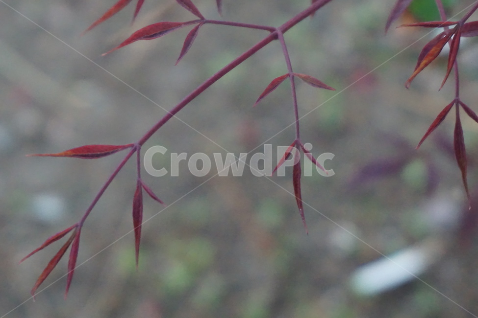 봄,4월,자주색,나뭇잎,나무,새순,계절,봄나무,식물,자연,plants,nature
