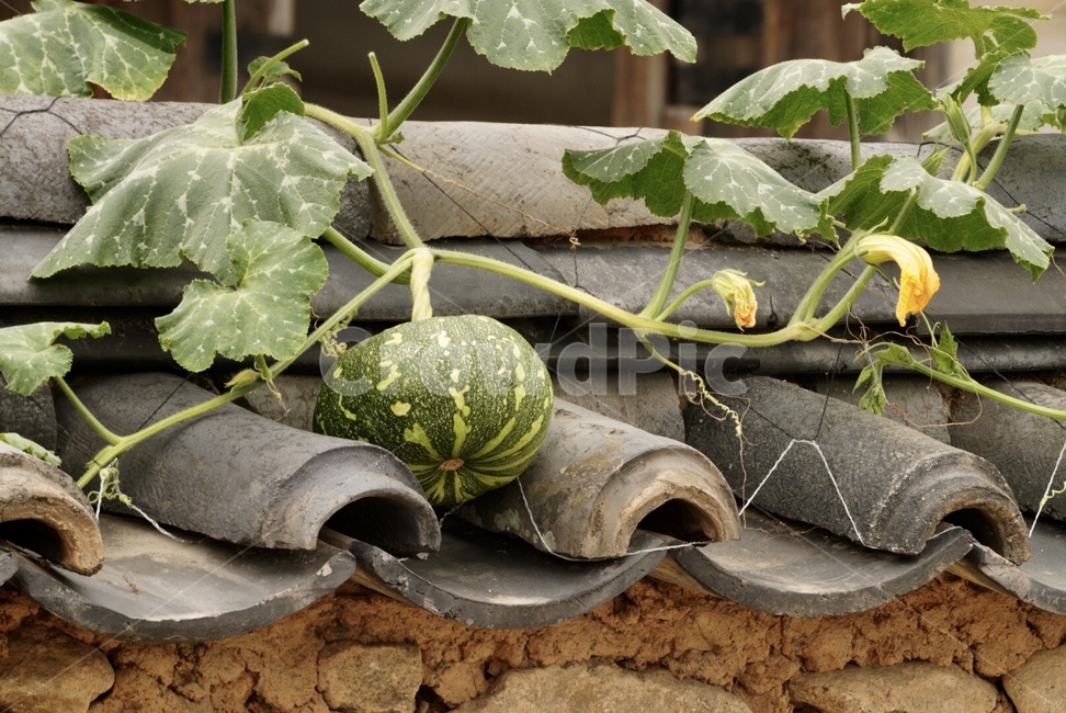 호박,식물,자연,열매,nature,plants,pumpkin,gourd,덩굴식물,한국전통,한국문화,korean traditional,korean culture,식물,자연,plants,nature,꽃,flower,채소,야채,vegetables