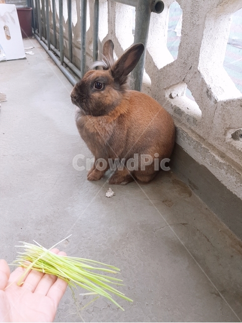 토끼,갈색토끼,갈색,동물,초식동물,긴귀,얌전,옆모습,소심한,귀여운,rabbit,애완토끼,주택,베란다,귀여움,눈치,손,풀,먹이