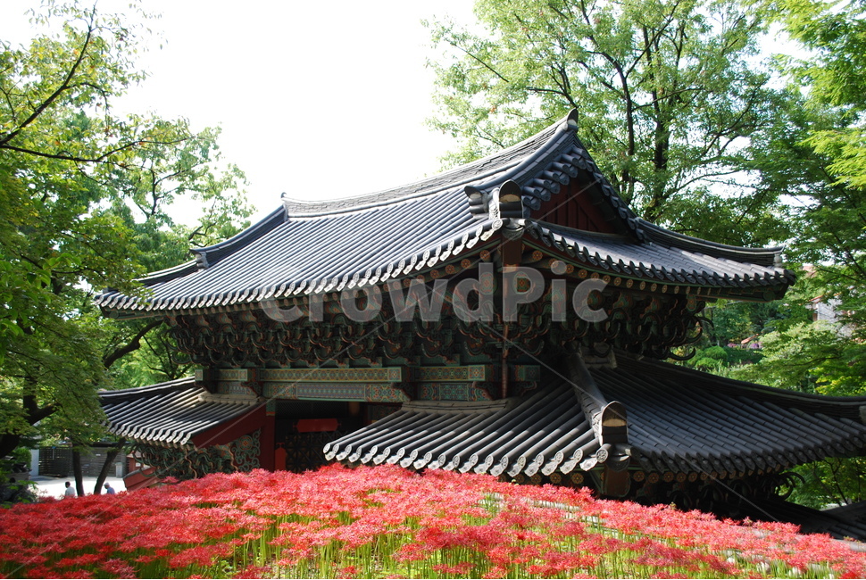 길상사,꽃무릇,가을빛,아침햇살,일주문,한국전통,한국문화,korean traditional,korean culture,건축물,건물외관,exterior,building,structure,architecture,construction