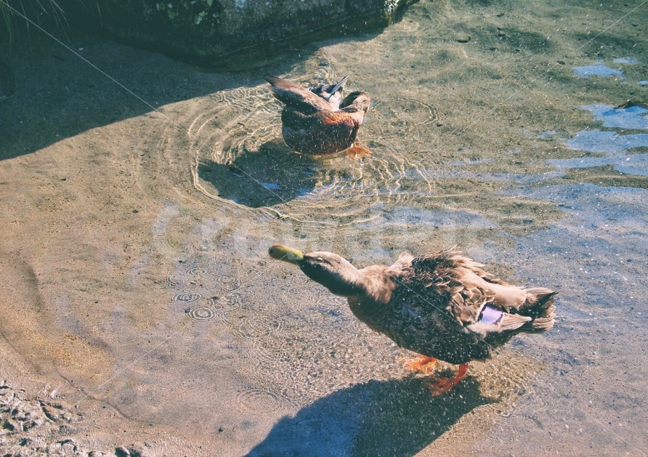 오리,동물,맑음,뉴질랜드,자연,로토루아,조류,깨끗함,연못,물,동물,animal,조류,새,birds,감성,sensible,feeling