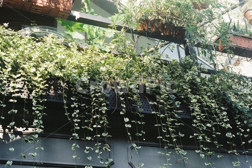 초록,식물,자연,풍경,감성샷,식물,자연,plants,nature