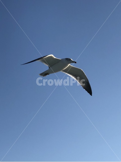 갈매기,하늘,새,자유,날개,조류,새,birds