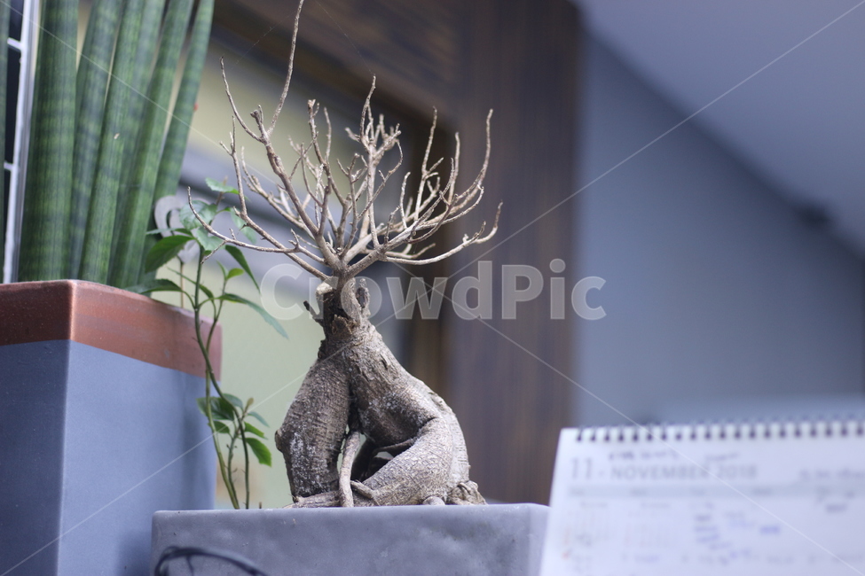 나무,화분,분재,tree,apottedplant,알로애,가지,나뭇가지,실내용화초,화분,화초,house plant