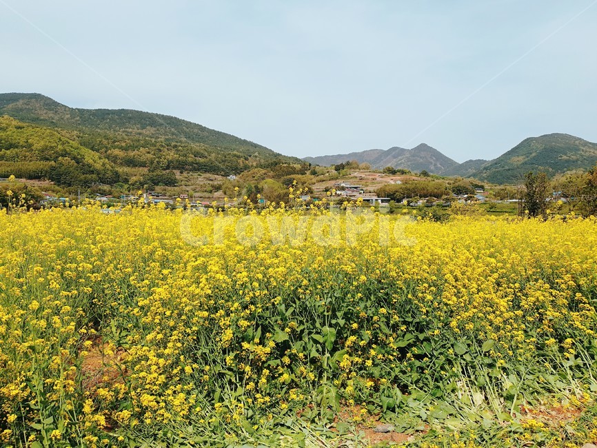 유채꽃밭,유채꽃,4월,산,하늘,꽃밭,드라이브,남해