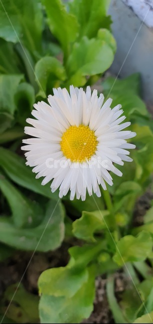 식물,꽃,plant,흰꽃,blossom