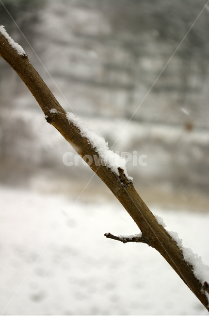 겨울,눈,나뭇가지,나무,식물,겨울,계절,winter,season