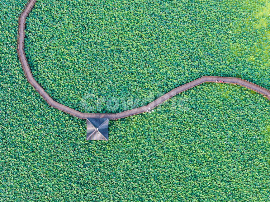 연꽃,풍경,아름다운,길,여름,초록,연못,다리,정자,산책길,공원,자연,풍경,nature,landscape,한국자연풍경,한국자연경관,korea nature landscape,outdoors,옥외,경치,scenery,aerial view,조감도