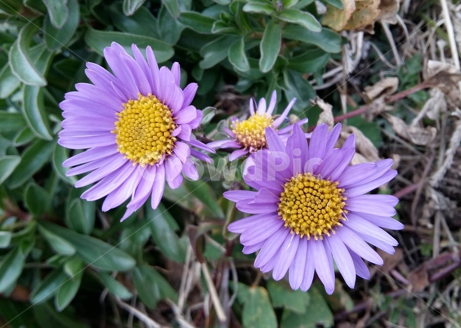 해국,꽃,식물,국화꽃,계절,아름다움,plant,꽃잎,자연,nature,힐링,flower,꽃향기,보라색,관찰