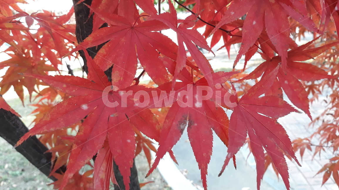 plant,식물,leaf,잎,tree,나무,maple,단풍,메이플,빨강,주황,색깔,진한,날씨,가을,나뭇잎,자연,선명한,가을,계절,fall,autumn,season