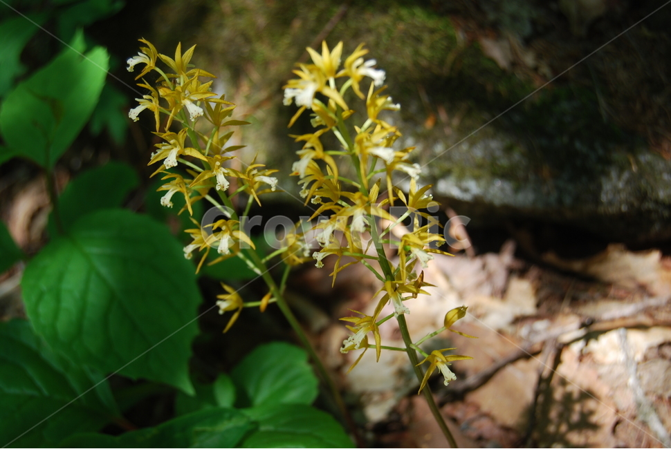 소백산,국립공원,들꽃,탐방로,계절,식물,자연,plants,nature,꽃,flower